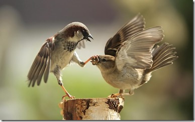 Just shut your beak!