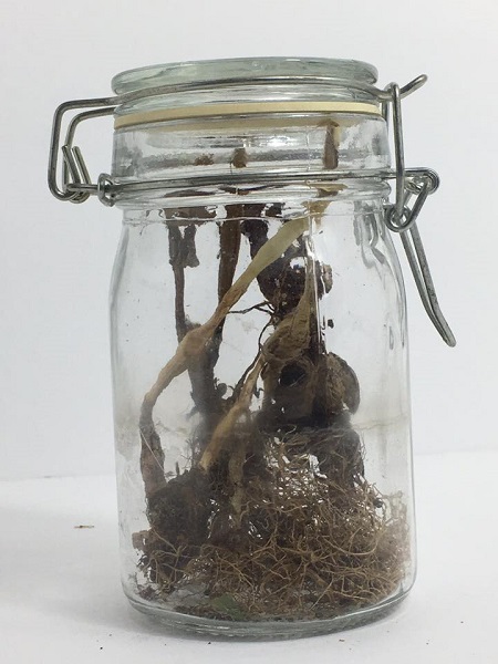 Belladonna, Henbane and Wolfsbane root altar jar. Photo Coby Michael.