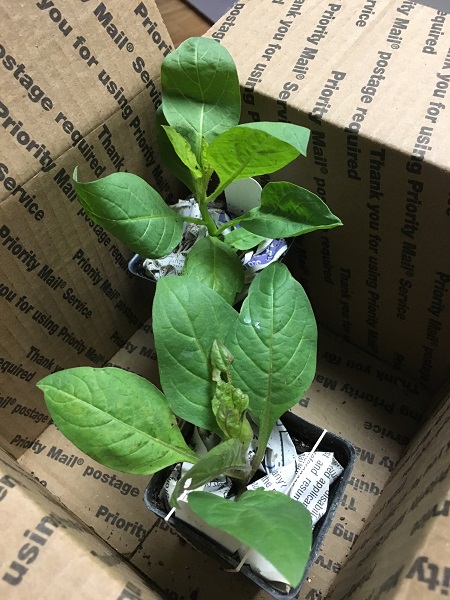 Belladonna arriving from a local supplier. Photo Coby Michael.