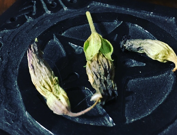 Belladonna Flowers. Photo by Coby Michael Ward.