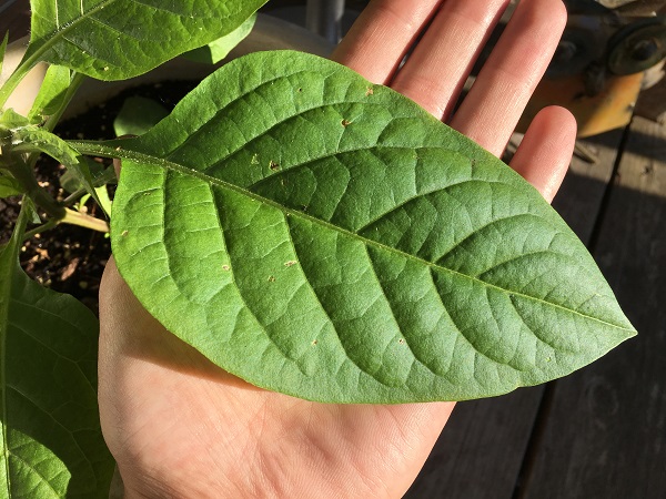 Large Belladonna Leaf. Photographed by Coby Michael Ward.