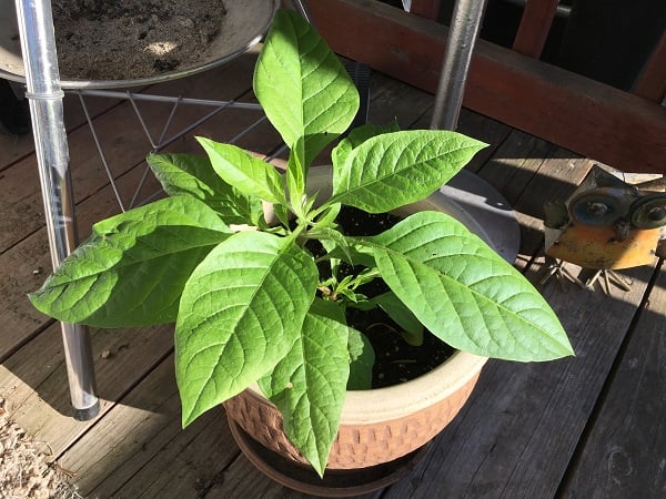 New Belladonna Plant.  Photographed by Coby Michael Ward.