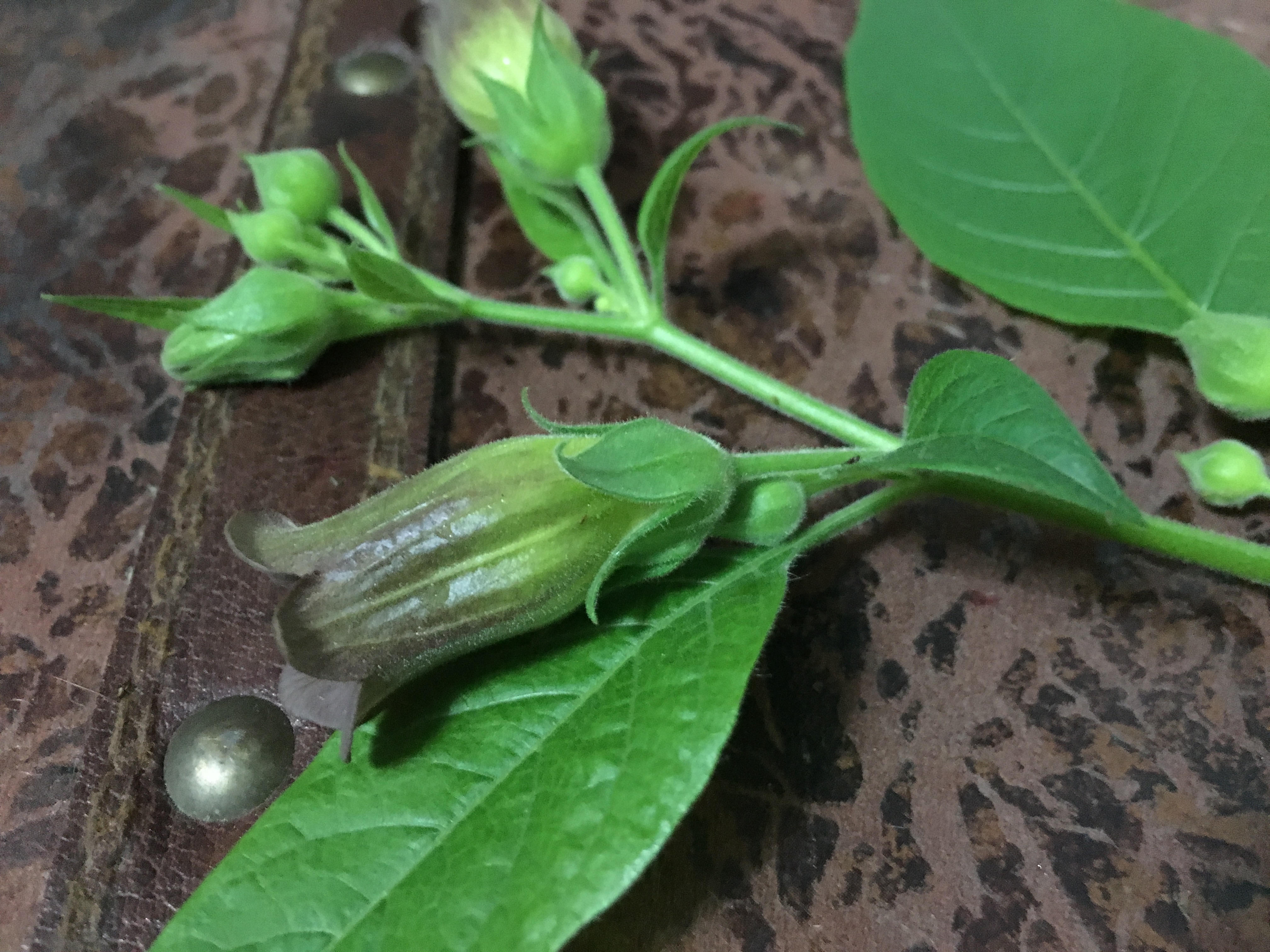 An Evening With Deadly Nightshade Coby Michael Ward