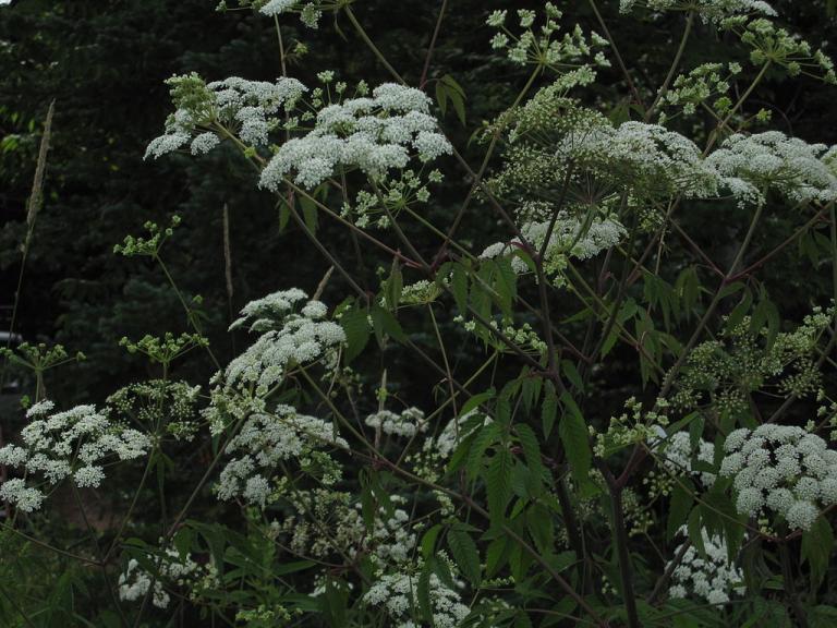 Mark of Cain: A Collection of Poison Hemlock Lore | Coby Michael Ward