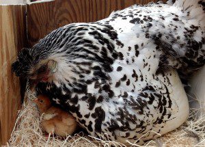 2017 hen and chick