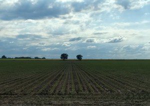 2017 cornfield in May