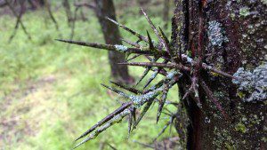 2017 locust thorns