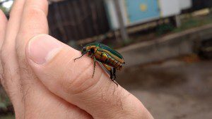 2017 june beetle on hand