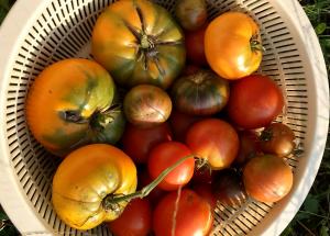 2017 fall tomatoes