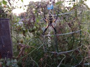 2017 yellow garden spider