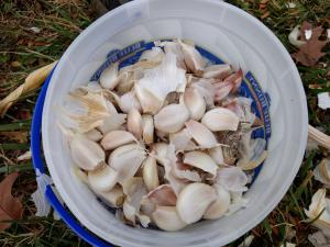 2017 garlic bucket