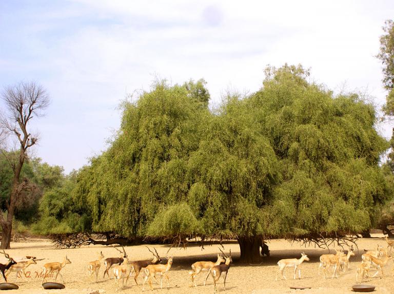 printable picture of a mustard tree