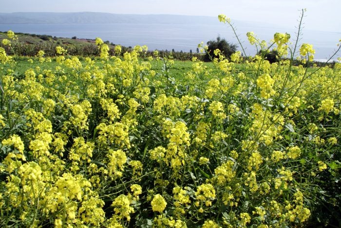 mustard seed plant