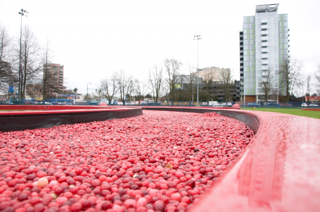 Cranberry Display, Richmond BC, Vancouver 2010 - popejon2 from Paddington, Australia, 12 February 2010, 13:21 (Cranberry_Display,_Richmond_BC,_Vancouver_2010_4359027558.jpg) (CC BY 2.0 [https://creativecommons.org/licenses/by/2.0/deed.en]), via Wikimedia Commons