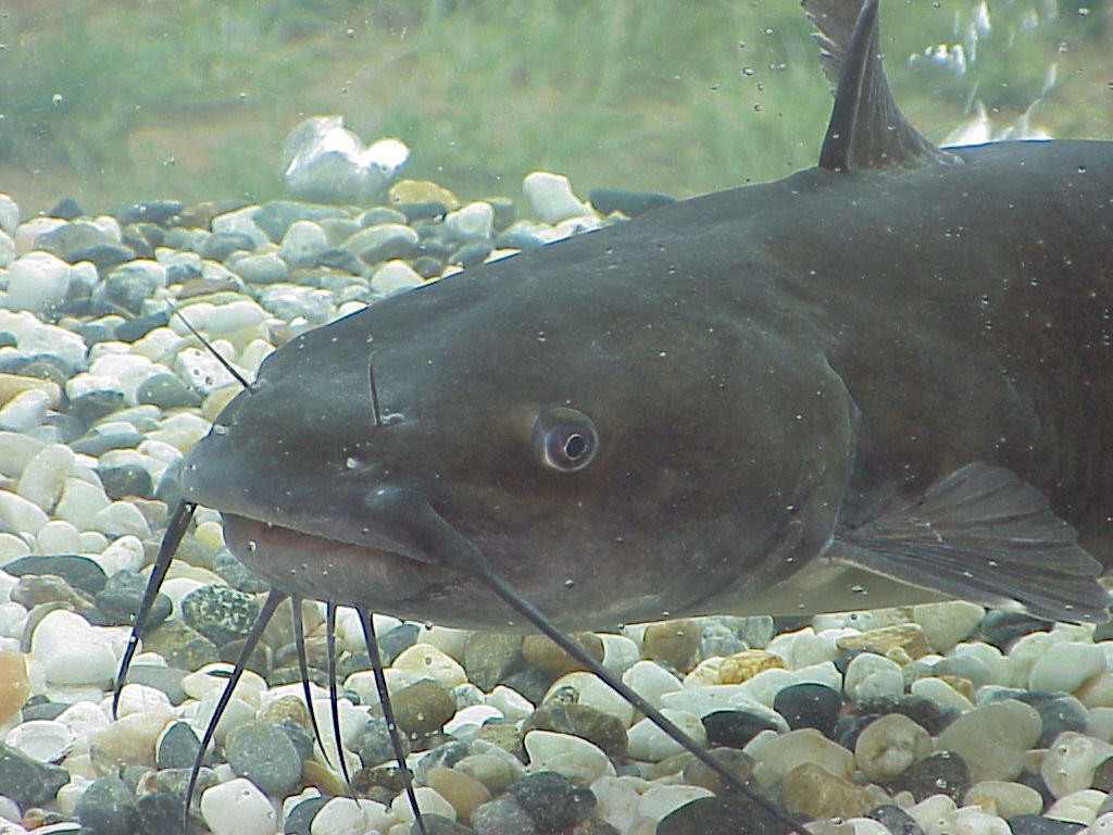 Catfish, Ian Young's term - by U.S. Army Corps of Engineers (Public Domain), via Wikimedia Commons