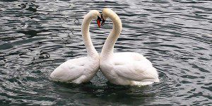 swans-342887_640