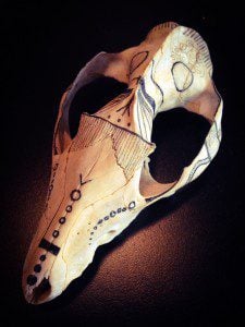 An Opossum skull that is decorated with black line art. 