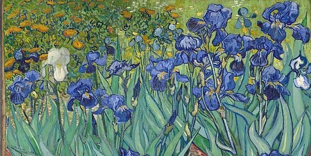 blue irises with orange flowers in the background. There is a single white iris.