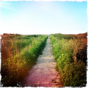 a straight sand path bordered by hazy greenery that stretches off to a distant sky