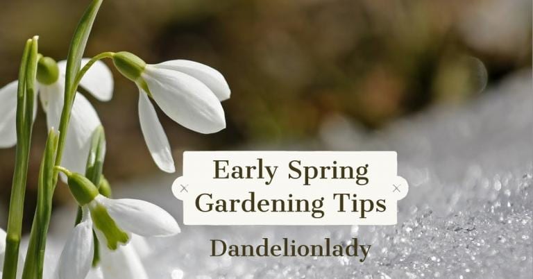 snowdrops blooming in snow with the text "Early Spring Gardening Tips, Dandelionlady"