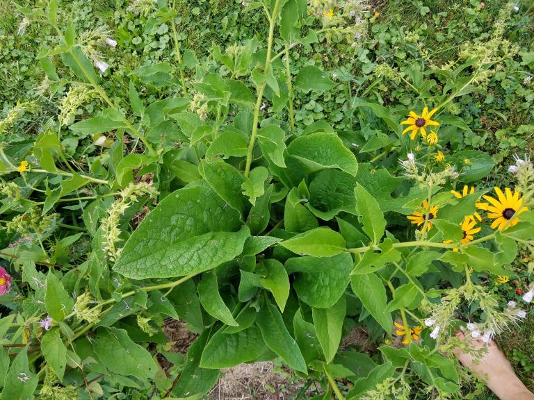 A leafy green basal rosette of moist comfrey leaves.