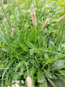 A small basal rosette with plain flower stalks going to seed in brown.