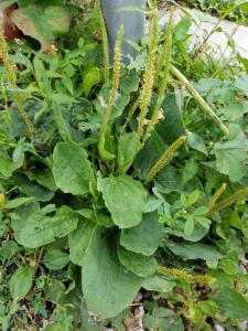 A basal rosette with wide leaves and veins that all run parallel. 