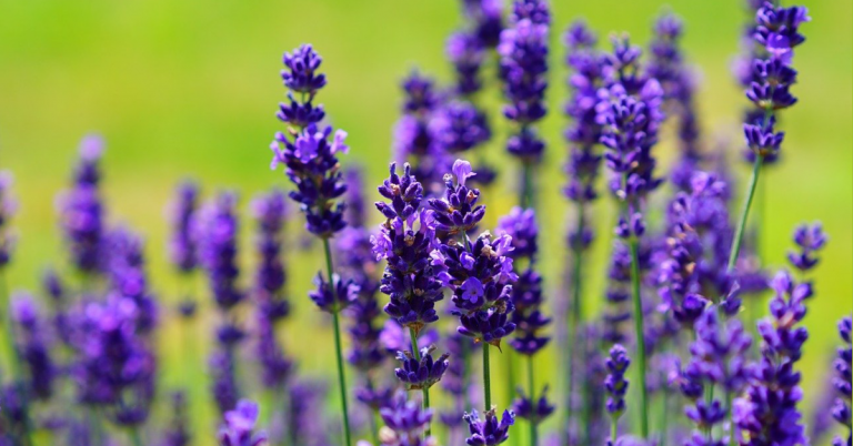 How To Celebrate Ostara With Lavender Cookies And Spring Greens ...