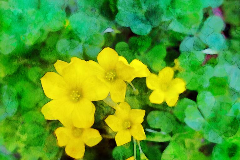 Wood Sorrel An Edible Weed And A Gentle Spirit Friend Melissa Hill