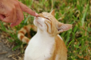 Cat boop 1