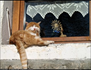 cat windowsill