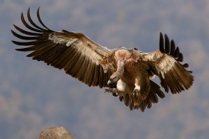 vulture-1209813_640