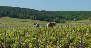 Worker in Vineyard