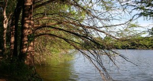 Tree Planted by River