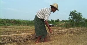 Sower and Seed