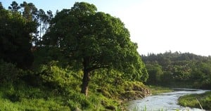 Tree by River Water