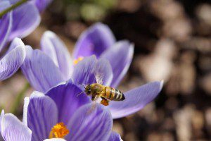 bee on flower