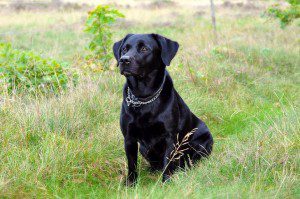 black lab