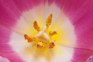 pollen
