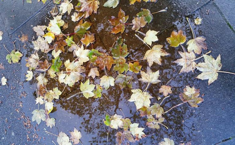 leaves in a puddle
