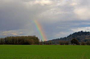 rainbows rachel patterson