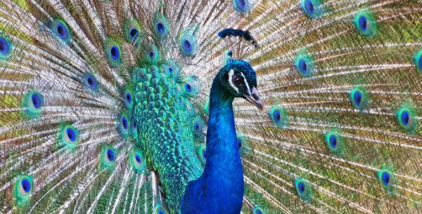 Peacock (license GraphicStock)