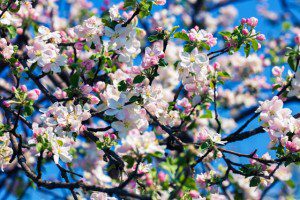 apple blossom magic of may beltane rachel patterson