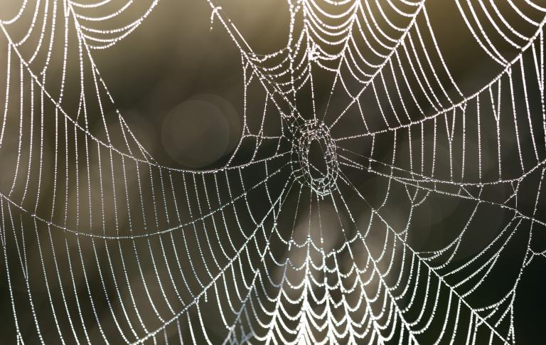 Moon Magic: September, Spider Web On The Ground At Dawn | Rachel Patterson