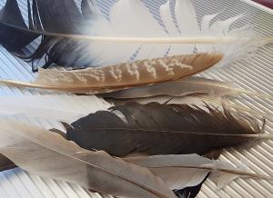 rachel patterson, feathers, bird magic, animal magic