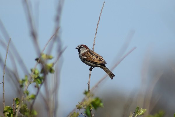 sparrow, animal magic, rachel patterson