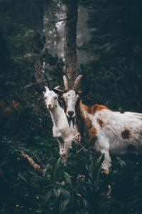 Blamegoats