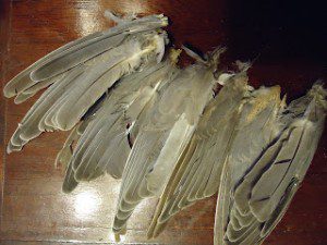 BonesAndWings7