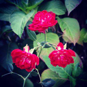 PetaledFlowers
