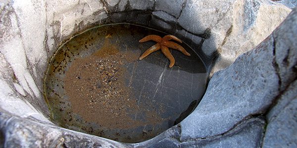 Rock pool on Caswell Beach by Gaia Woolf-Nightingall used with permission